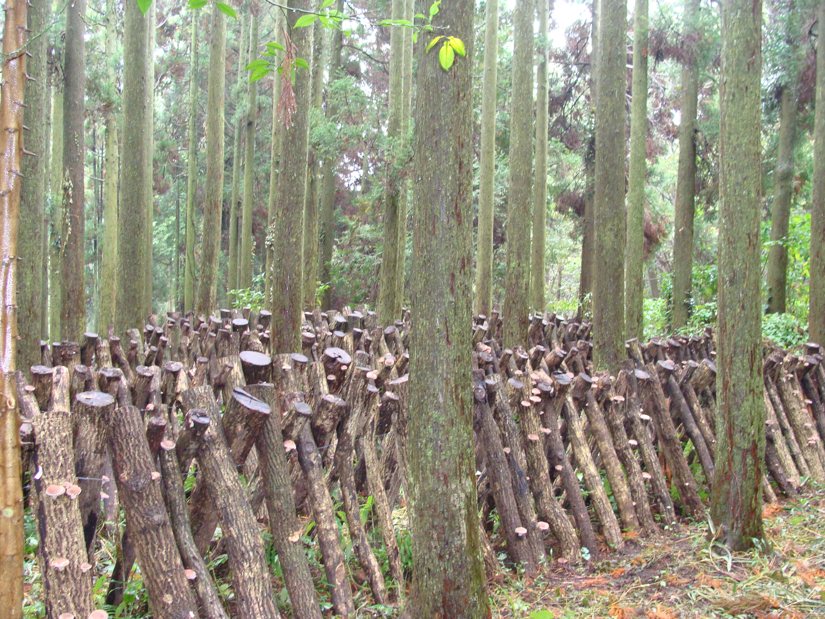 熊本県菊池市旭志の磐石直営椎茸栽培場