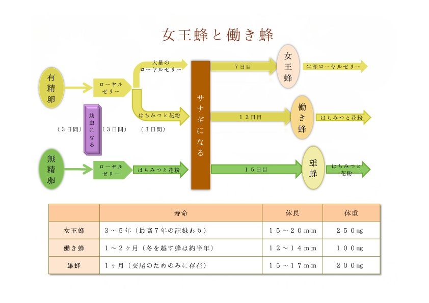 ローヤルゼリーとは