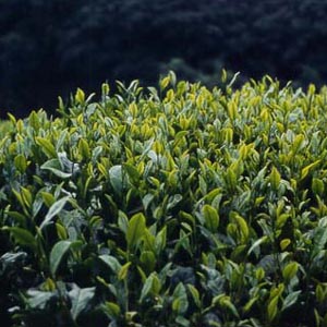 茶
