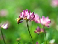 花蜜からはちみつへ