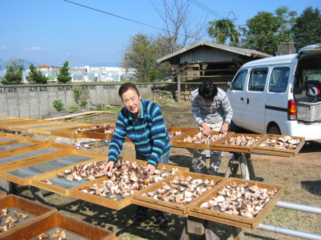 椎茸の天日干し（泗水工場内）