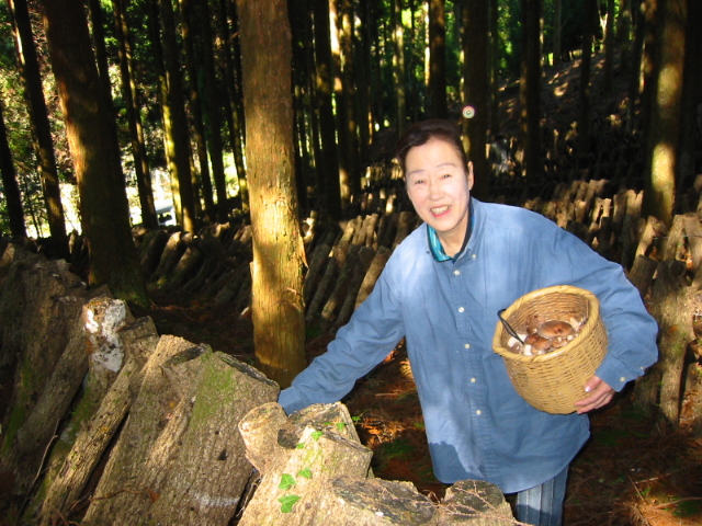 椎茸の収穫